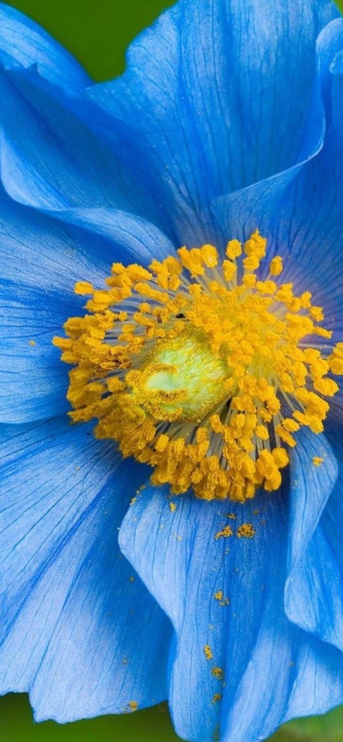 Sfondi Blue Flower 1170x2532