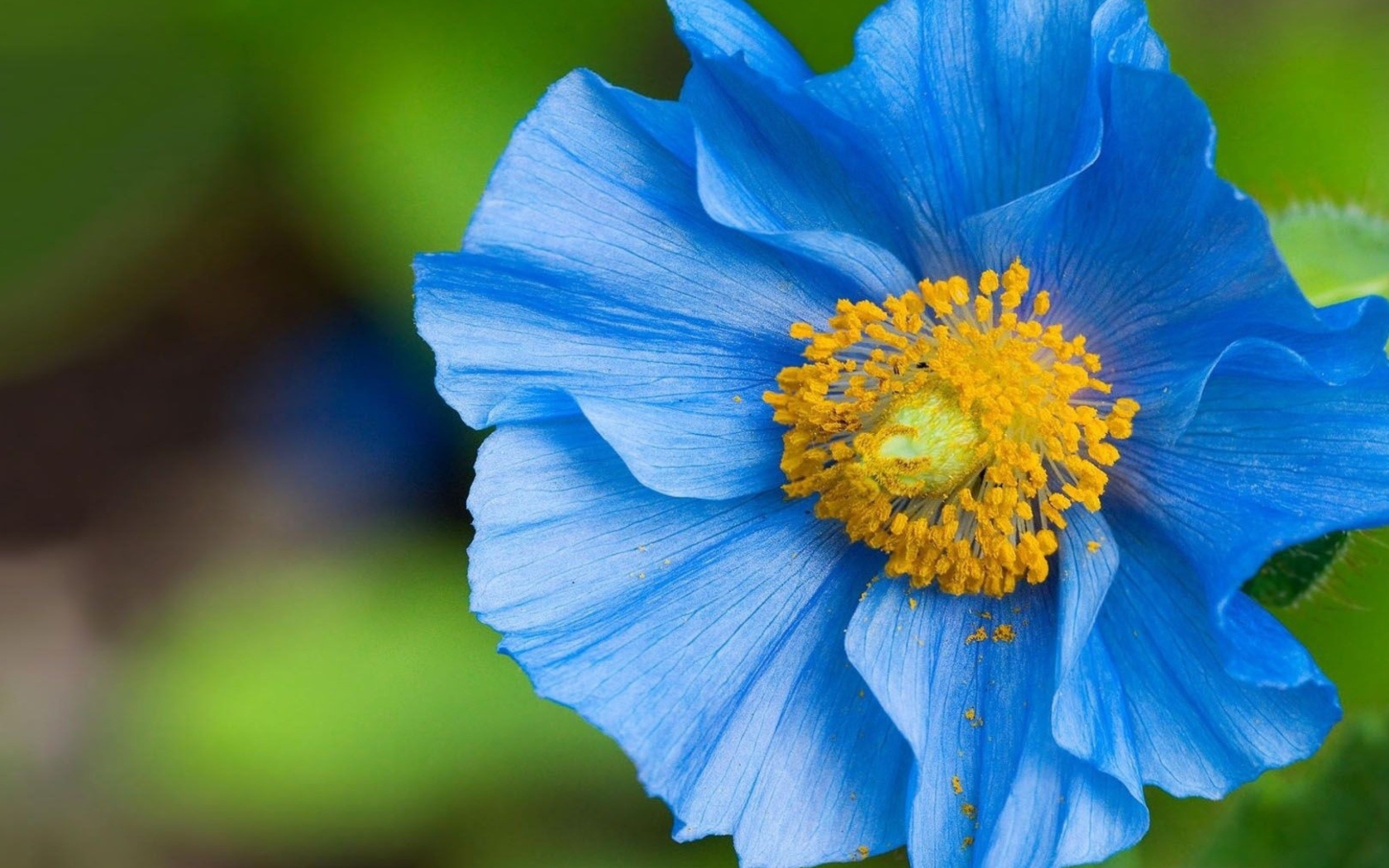 Fondo de pantalla Blue Flower 1680x1050