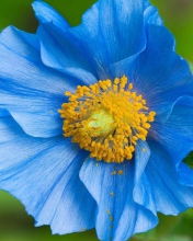 Das Blue Flower Wallpaper 176x220