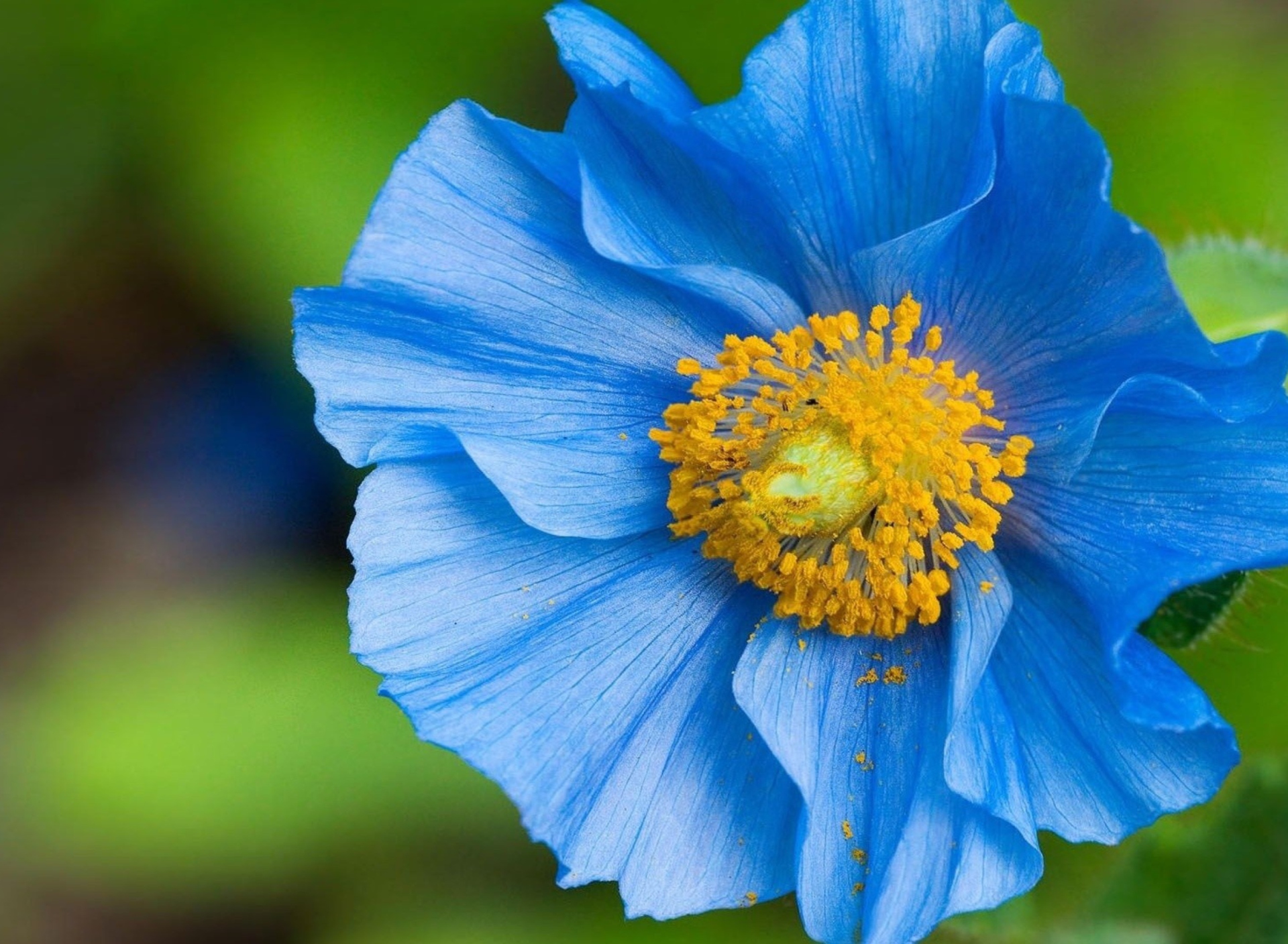 Blue Flower wallpaper 1920x1408