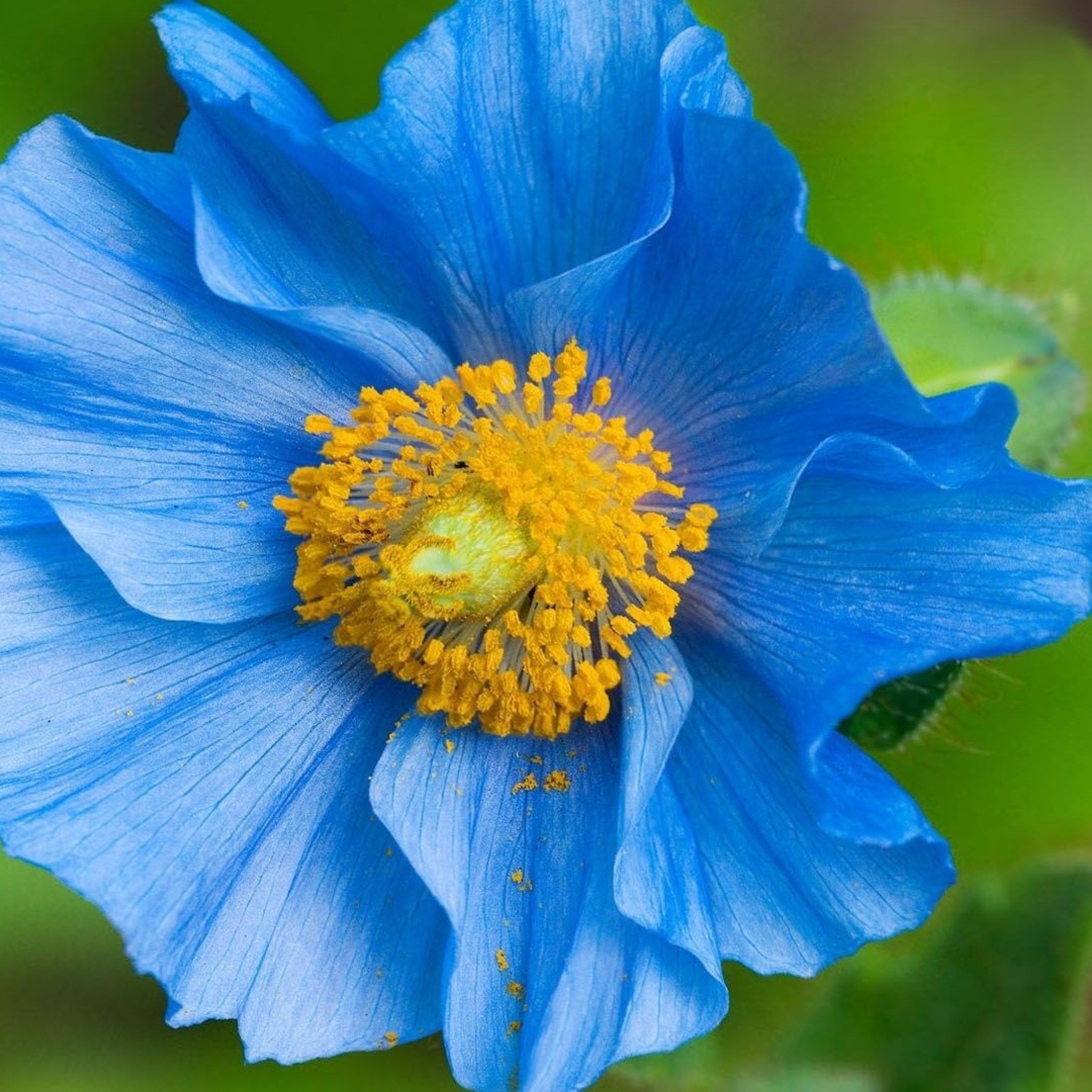 Sfondi Blue Flower 2048x2048