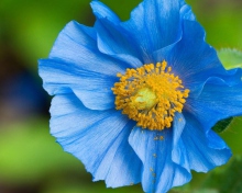 Sfondi Blue Flower 220x176