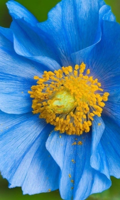 Sfondi Blue Flower 240x400