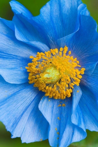 Screenshot №1 pro téma Blue Flower 320x480