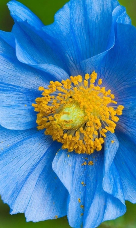 Blue Flower wallpaper 480x800