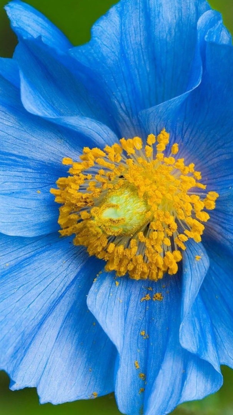 Das Blue Flower Wallpaper 750x1334