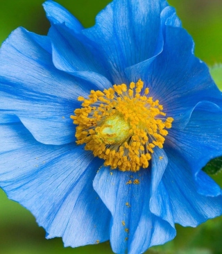 Blue Flower - Fondos de pantalla gratis para iPhone 4S