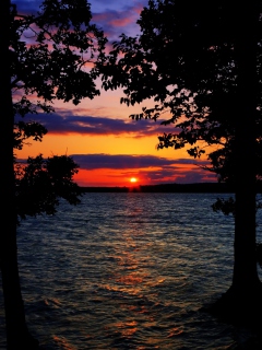 Sunset Between Trees screenshot #1 240x320