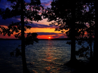Sunset Between Trees screenshot #1 320x240