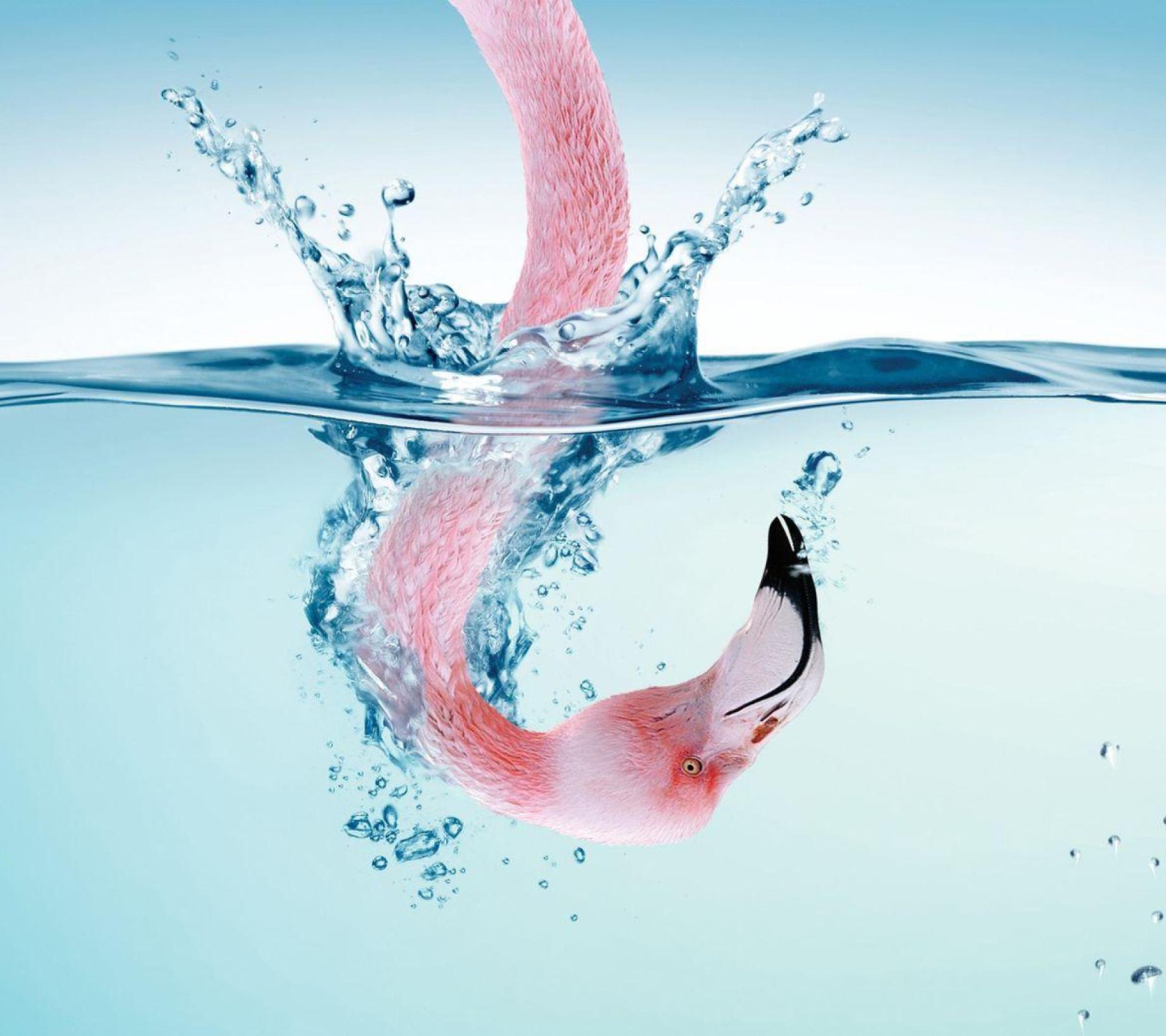 Flamingo Underwater wallpaper 1440x1280