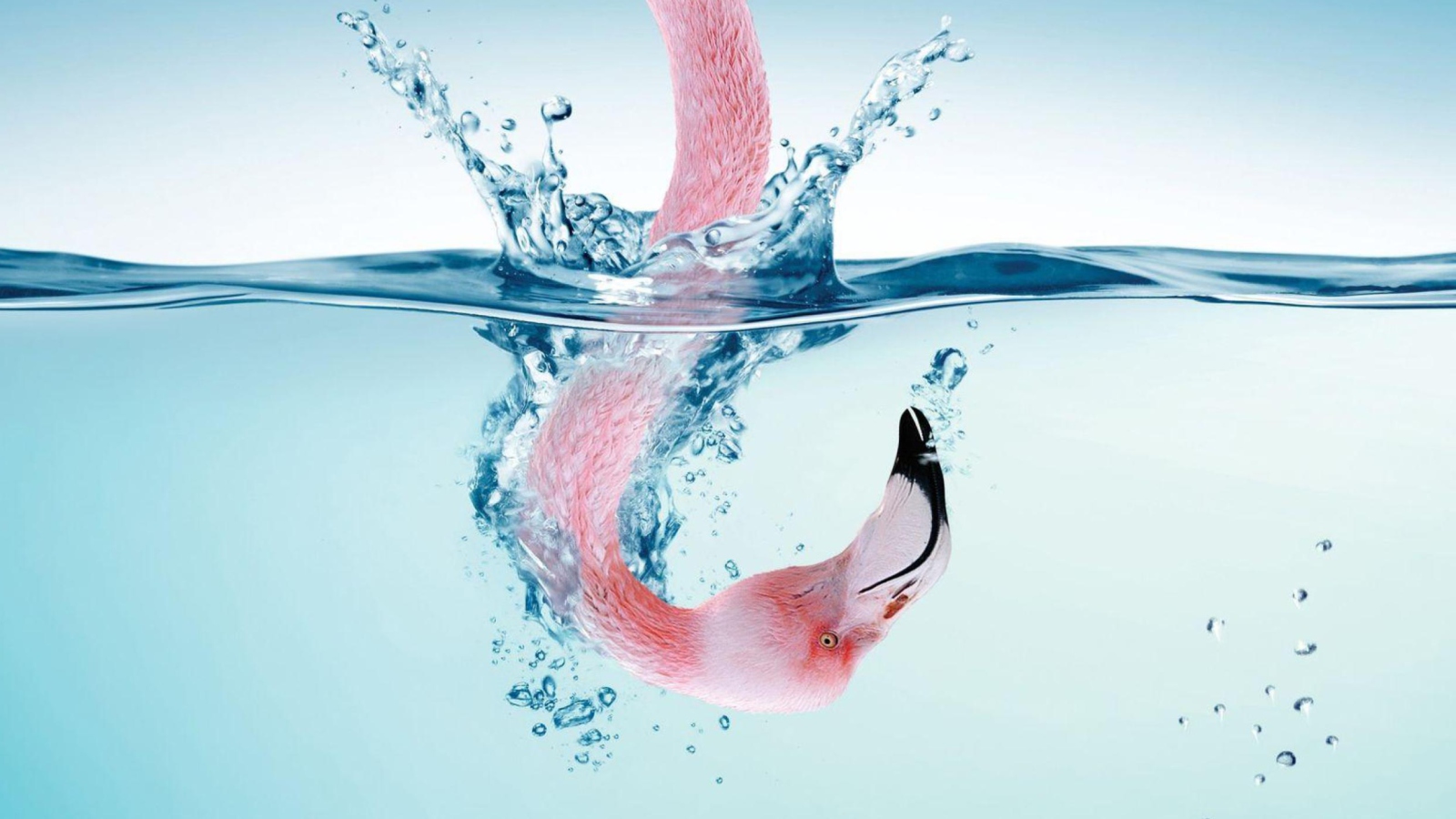 Flamingo Underwater wallpaper 1600x900