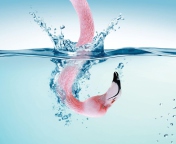 Das Flamingo Underwater Wallpaper 176x144