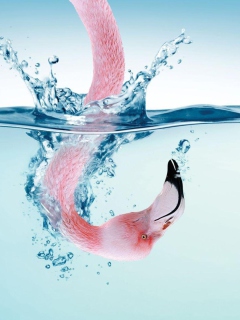 Das Flamingo Underwater Wallpaper 240x320