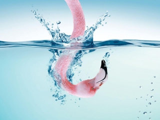 Das Flamingo Underwater Wallpaper 320x240