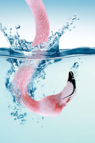 Das Flamingo Underwater Wallpaper 320x480