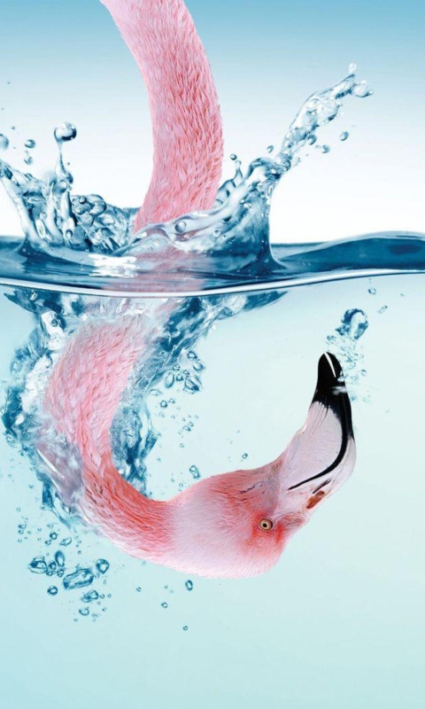 Sfondi Flamingo Underwater 480x800