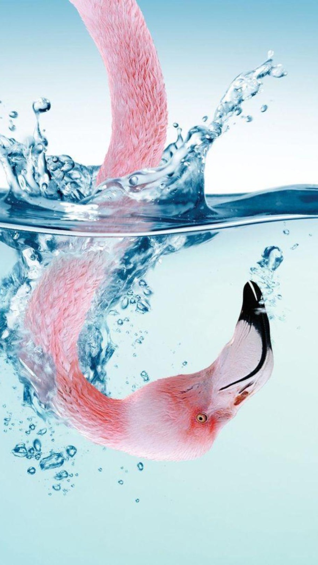 Sfondi Flamingo Underwater 640x1136