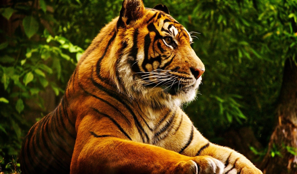 Обои Royal Bengal Tiger 1024x600