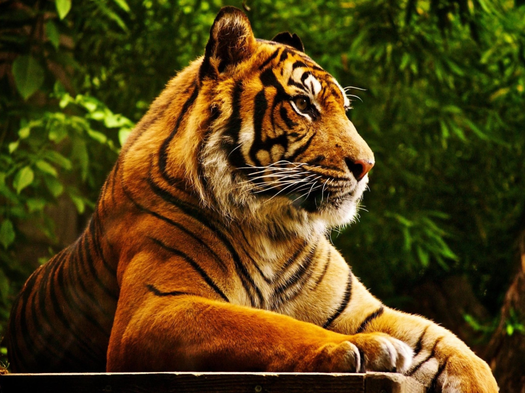 Обои Royal Bengal Tiger 1024x768