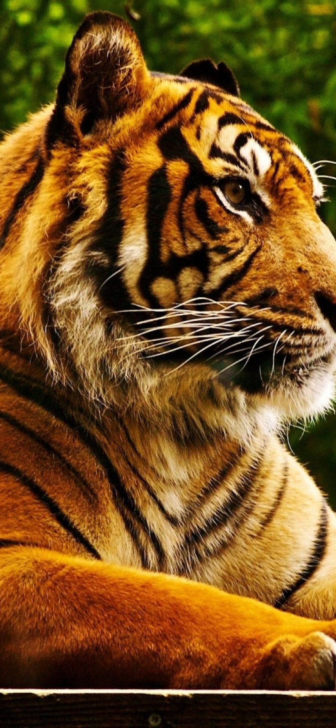 Royal Bengal Tiger wallpaper 1170x2532