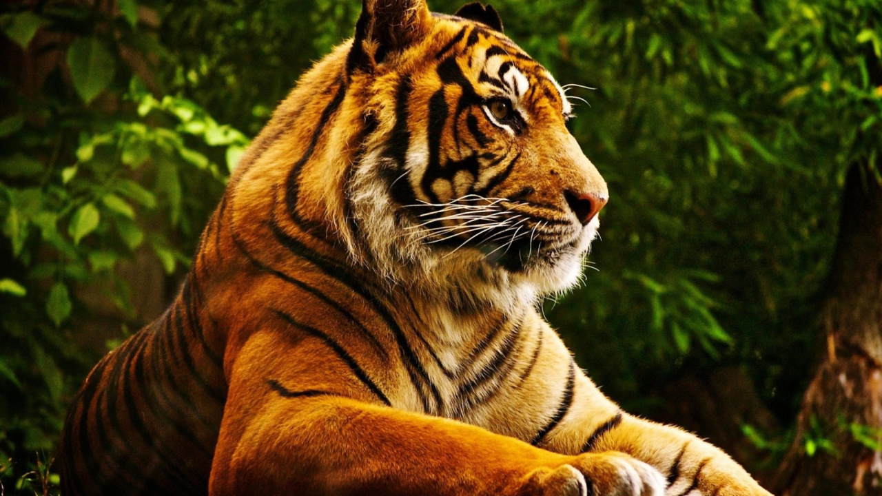 Обои Royal Bengal Tiger 1280x720