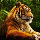 Fondo de pantalla Royal Bengal Tiger 128x128