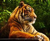 Fondo de pantalla Royal Bengal Tiger 176x144