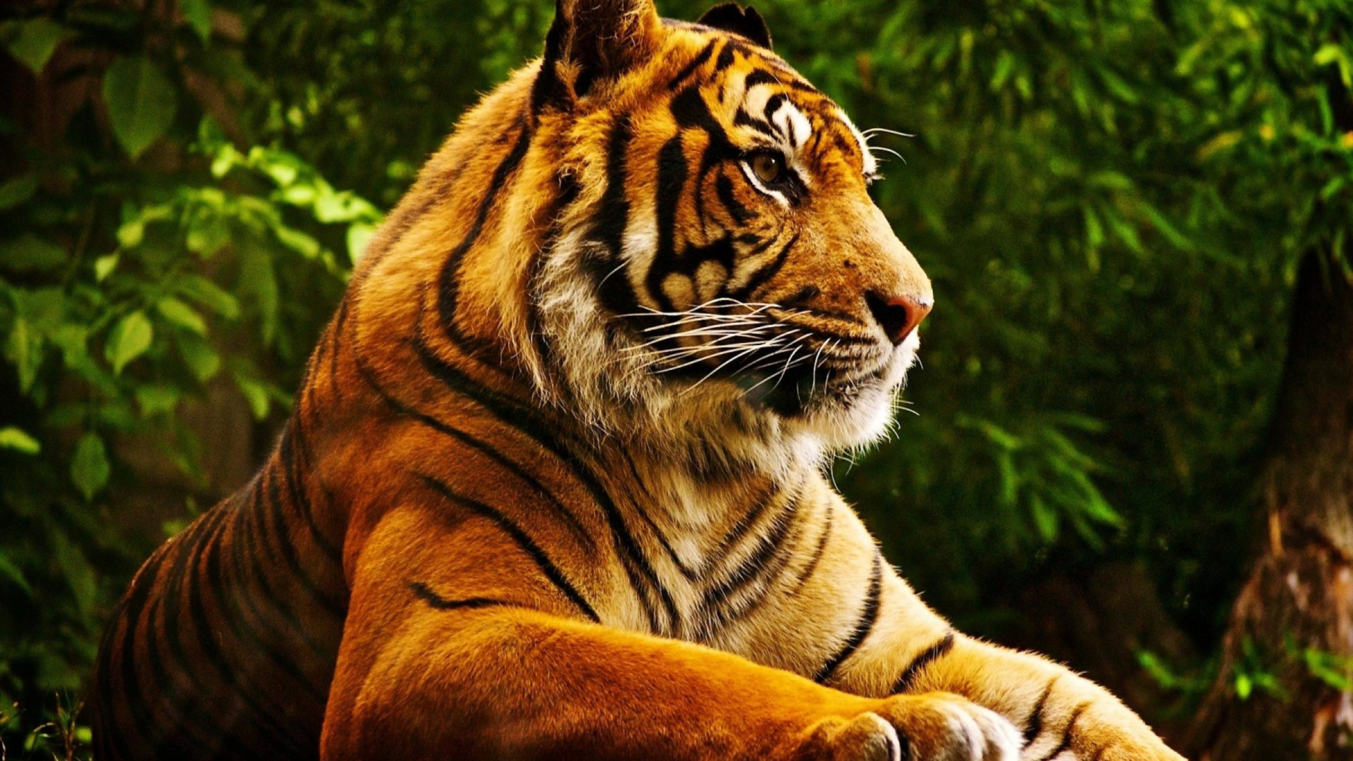 Обои Royal Bengal Tiger 1920x1080