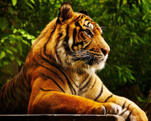 Fondo de pantalla Royal Bengal Tiger 220x176