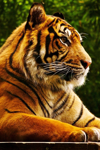 Обои Royal Bengal Tiger 320x480