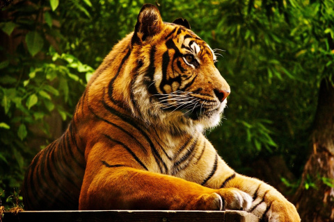 Das Royal Bengal Tiger Wallpaper 480x320