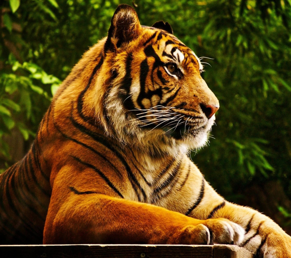 Обои Royal Bengal Tiger 960x854