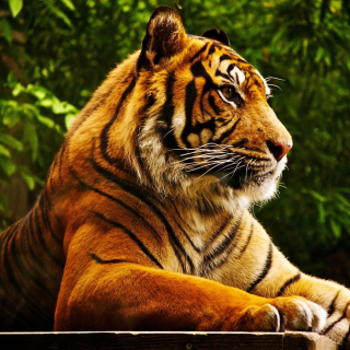 Royal Bengal Tiger - Fondos de pantalla gratis para iPad