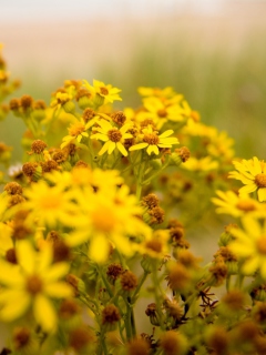 Screenshot №1 pro téma Yellow Flowers 240x320