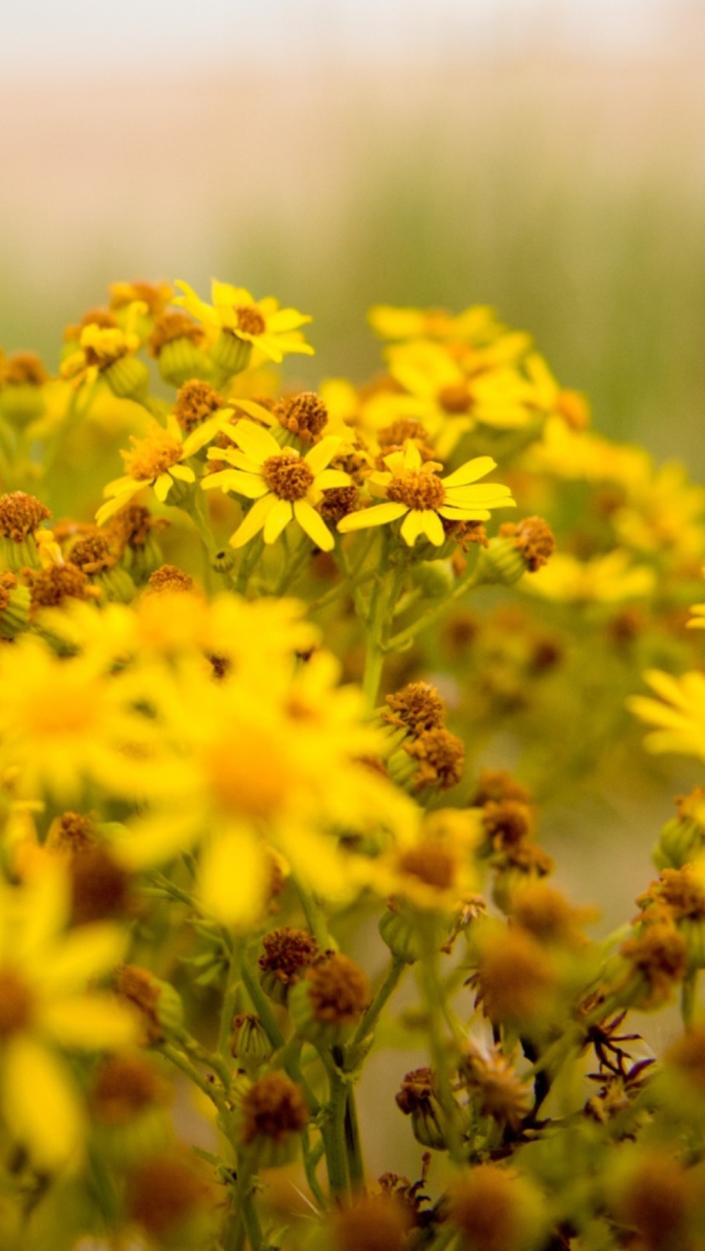 Обои Yellow Flowers 640x1136