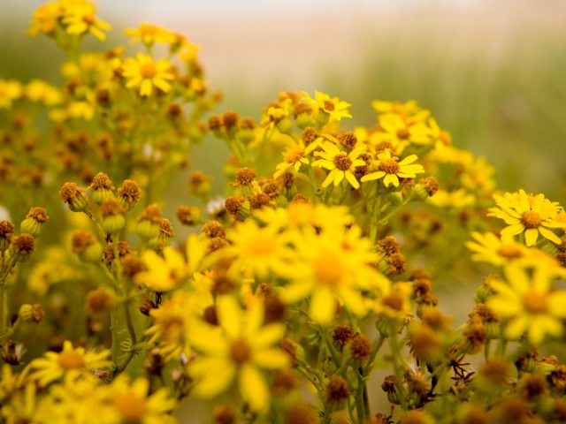 Fondo de pantalla Yellow Flowers 640x480