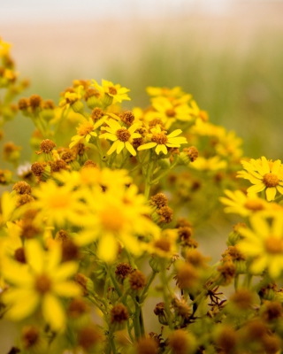 Yellow Flowers - Obrázkek zdarma pro Samsung S5230