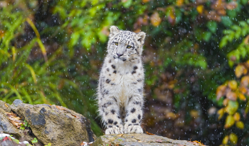 Snow Leopard in Zoo wallpaper 1024x600