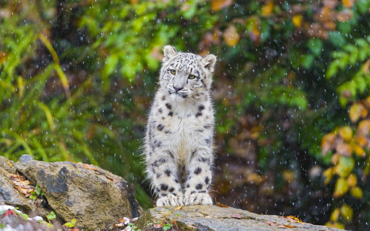 Обои Snow Leopard in Zoo 1280x800