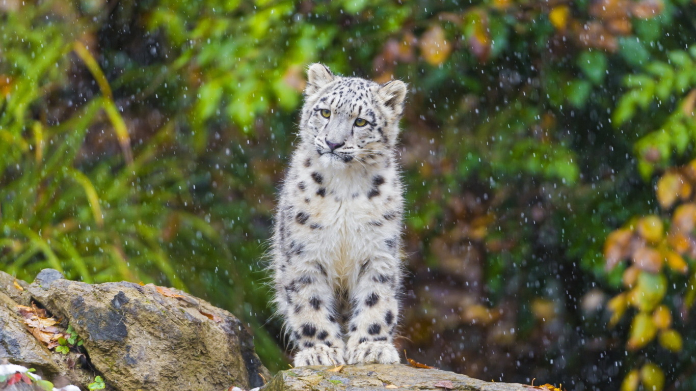 Fondo de pantalla Snow Leopard in Zoo 1366x768