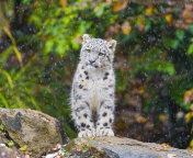 Das Snow Leopard in Zoo Wallpaper 176x144
