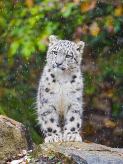 Обои Snow Leopard in Zoo 240x320