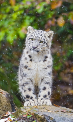 Обои Snow Leopard in Zoo 240x400