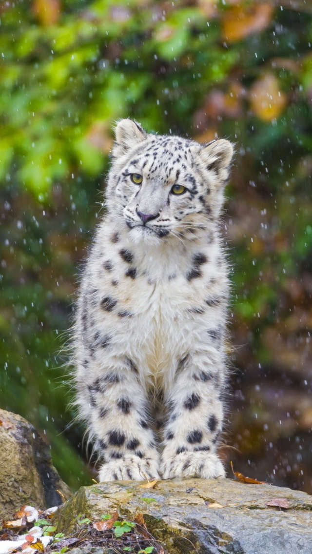 Обои Snow Leopard in Zoo 640x1136