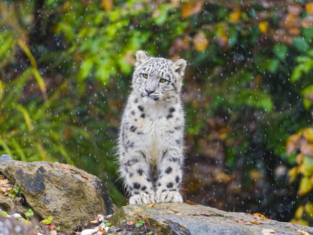 Snow Leopard in Zoo wallpaper 640x480