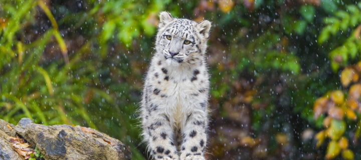 Обои Snow Leopard in Zoo 720x320