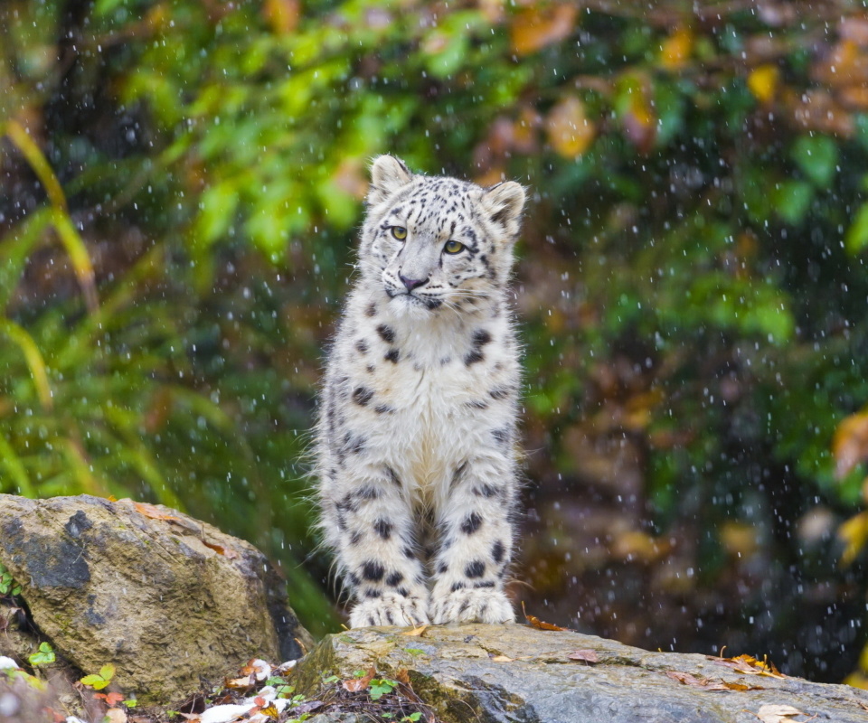 Обои Snow Leopard in Zoo 960x800