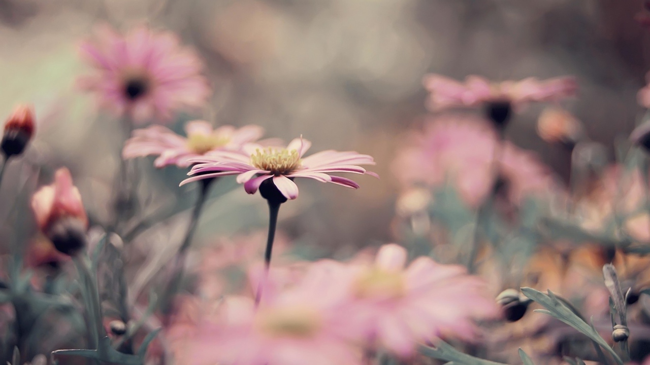 Pink Flowers screenshot #1 1280x720