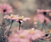 Fondo de pantalla Pink Flowers 176x144