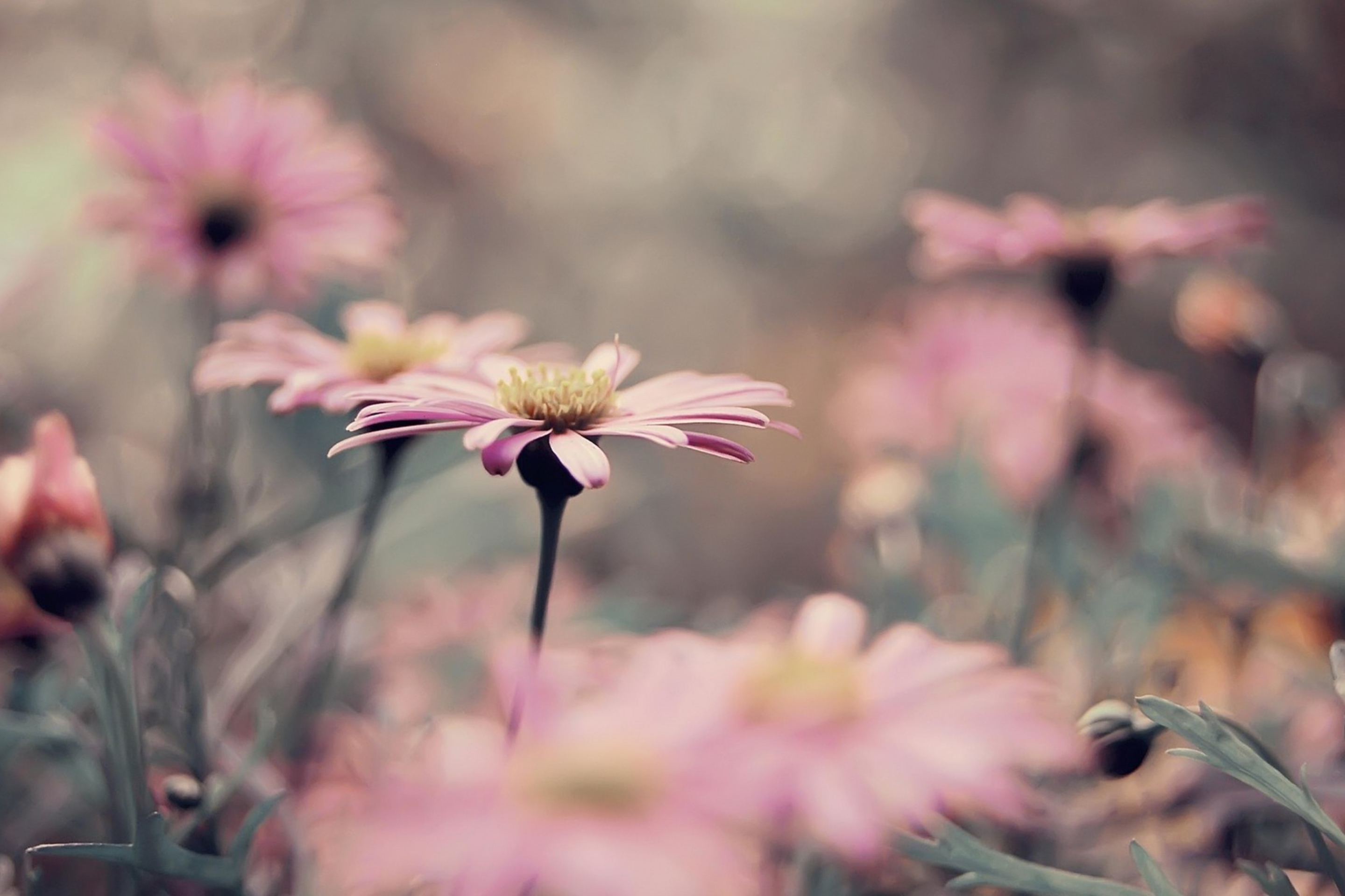 Das Pink Flowers Wallpaper 2880x1920